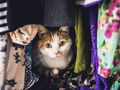 Jak robić lepsze zdjęcia kotów - 10 wskazówek Felicity Berkleef