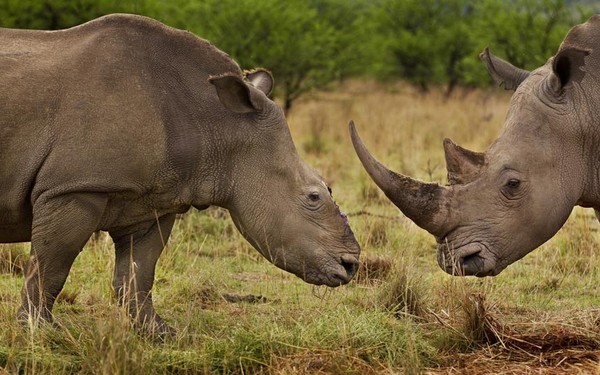 Wildlife Photographer of the Year 2012 wystawa Fotografia dzikiej przyrody