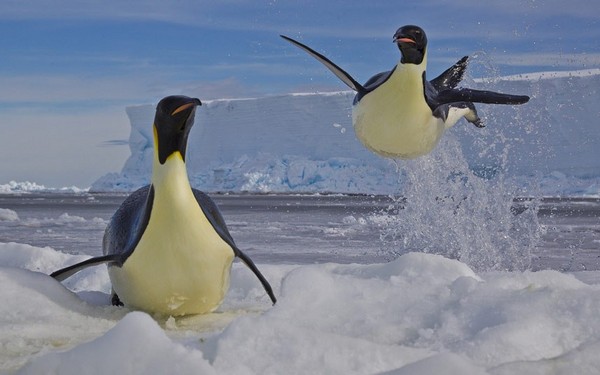 Wildlife Photographer of the Year 2012 wystawa Fotografia dzikiej przyrody