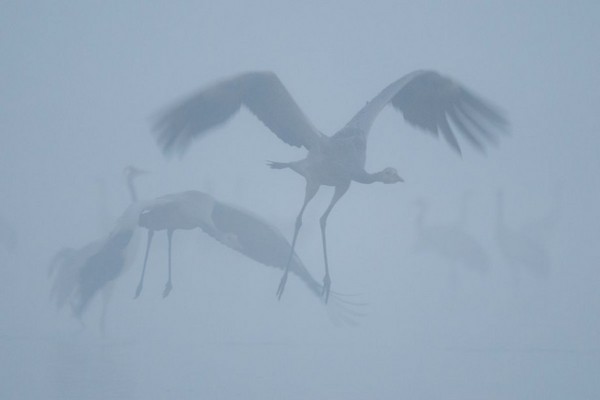 Wildlife Photographer of the Year 2012 wystawa Fotografia dzikiej przyrody