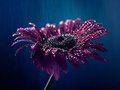 Niezwykłe piękno kwiatów na zdjęciach Ashrafula Arefina