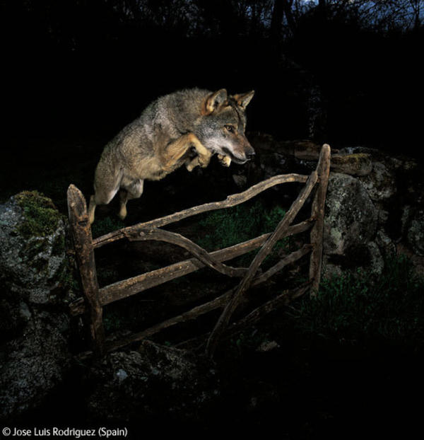 fotografowanie przyrody w mieście