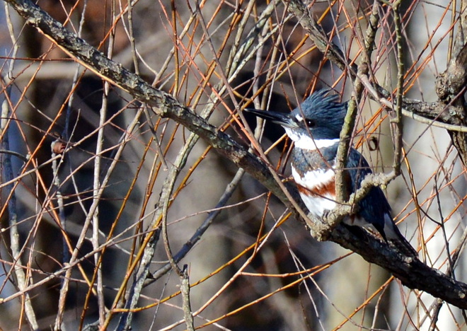 BELTED KINGFISHER (4)