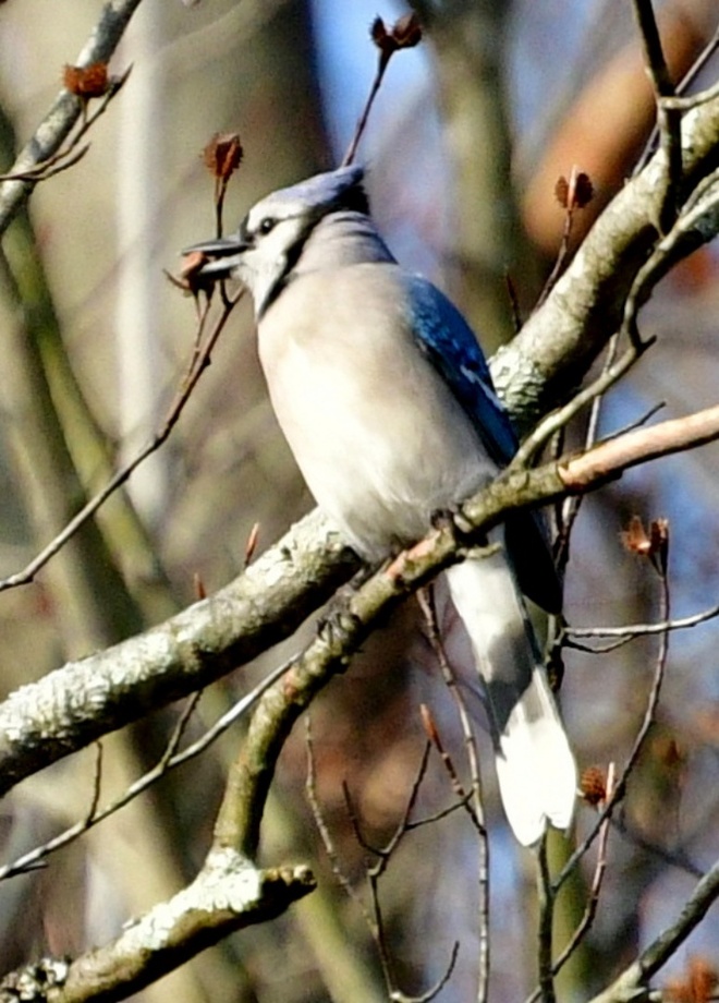  BLUE  JAY