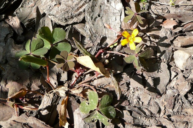 Kwiaty polne-Szczawik rożkowaty