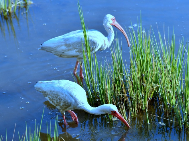 American White Ibis /ibis biały