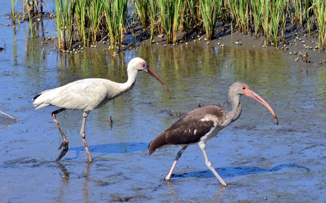  IBIS  BIAŁY  -  SENIOR  i  JUNIOR