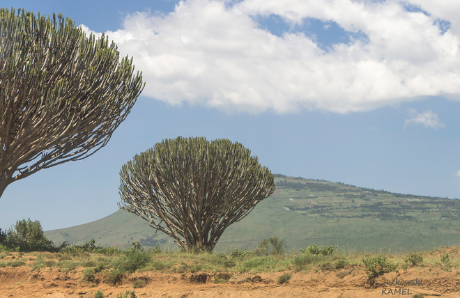 EUFORBIA GIGANTE