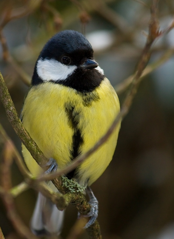 Parus major