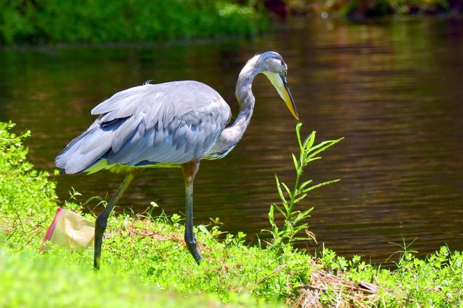 GREAT BLUE HERON / Czapla modra