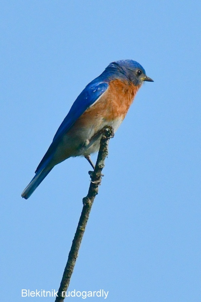 BLEKITNIK  RUDOGARDLY  /  EASTERN  BLUEBIRD