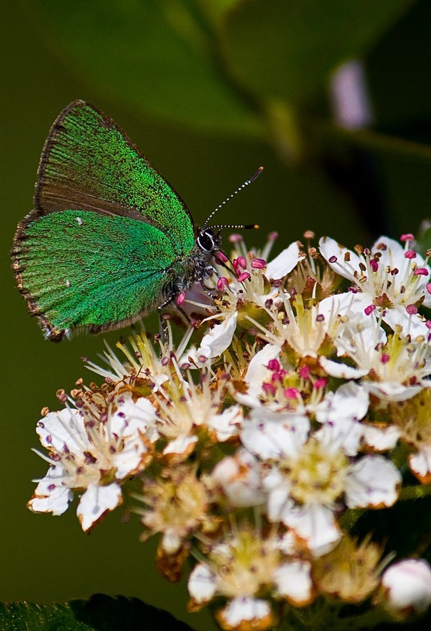 Callophrys rubi