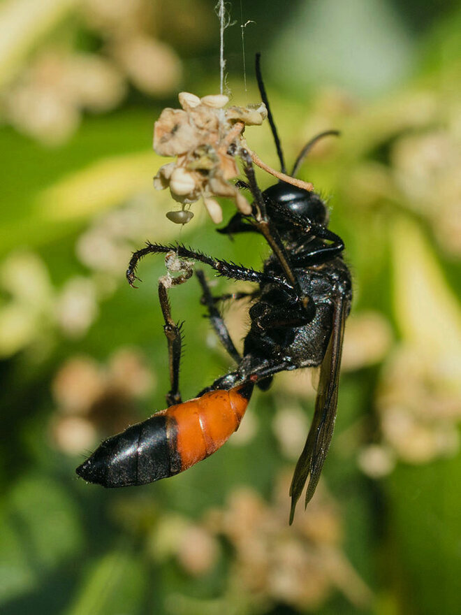 Osa - Priocnemis vulgaris