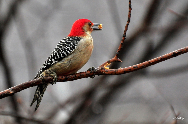 Red-bellied Woodpecker (5)