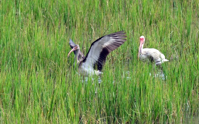 Ibis biały  dorosły  z mlodym