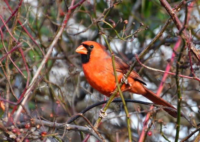 Northern Cardinal - male