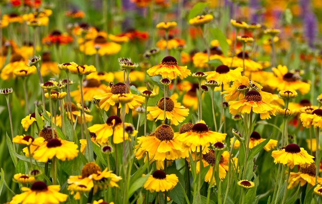 Yellow and green