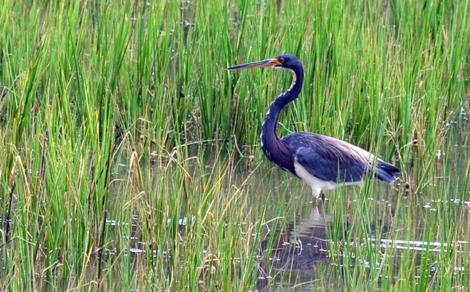 TRICOLORED  HERON - adult