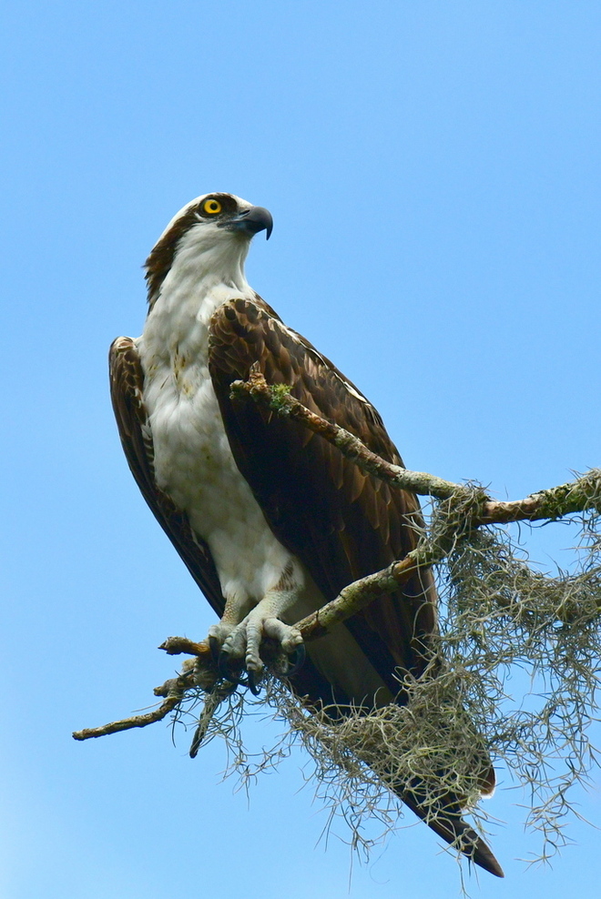 OSPREY / Rybolow zwyczajny