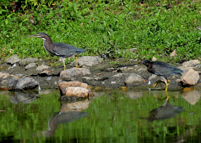 Dwie Green Heron