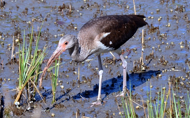 IBIS BIALY - mlody