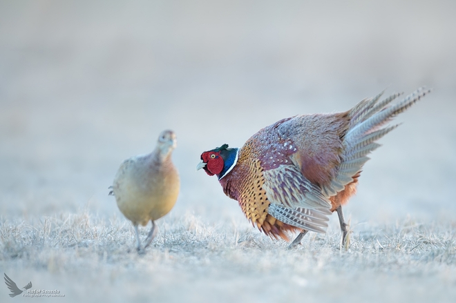 Stroszymy pi&oacute;rka ... Bażant, Common Pheasant (Phasianus colchicus) ... 2021r