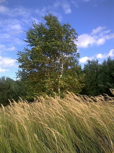 Z jesiennym traw pokłonem