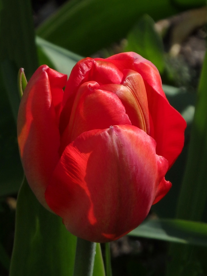 Jeszcze jeden tulipan.