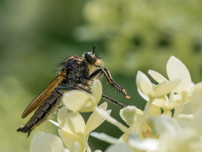 Pościg rudawy Asilidae - Łowikowate