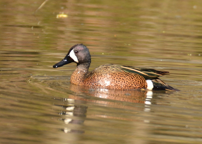 Blue Winged Teal