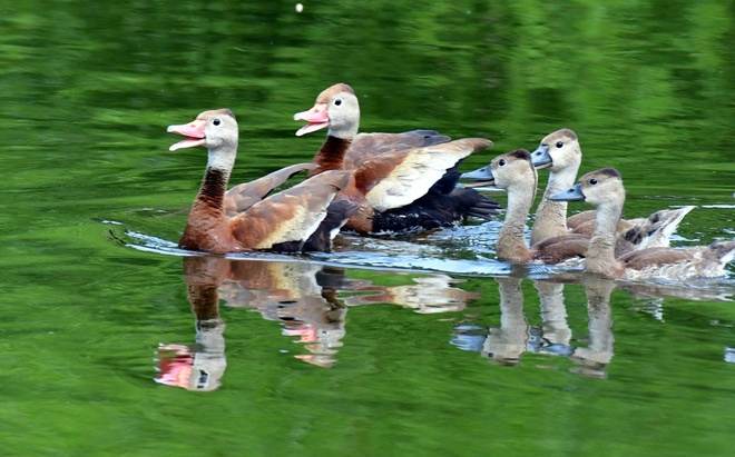 BLACK - BELLIED  WHISTING DUCK