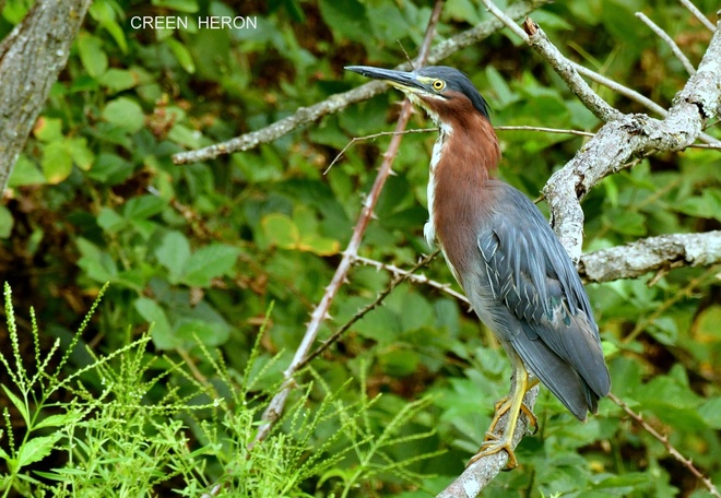 GREEN  HERON na drzewie (2)