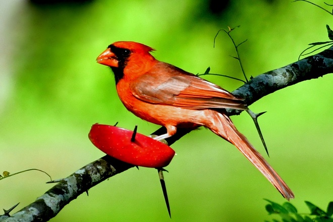 Nortthern Cardinal  Male / Kardynał szkarłatny