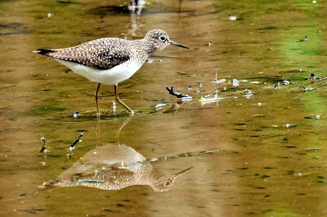 SOLITARY  SANDPIPER