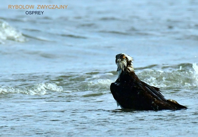 OSPREY  / Ryboł&oacute;w zwyczajny