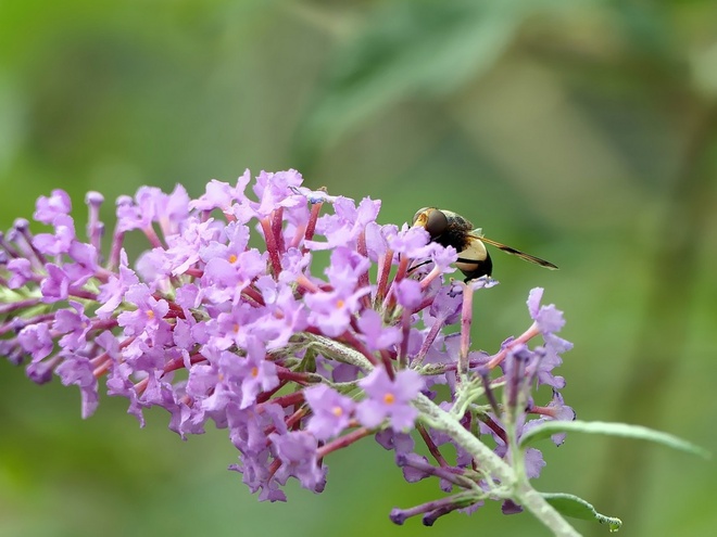 Volucella pellucens    