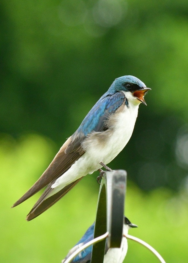 Tree Swallow / Nadobniczka drzewna