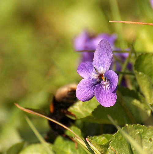 Viola silwestris