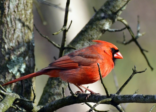  Northern Cardinal  Male / Kardynal szkarlatny