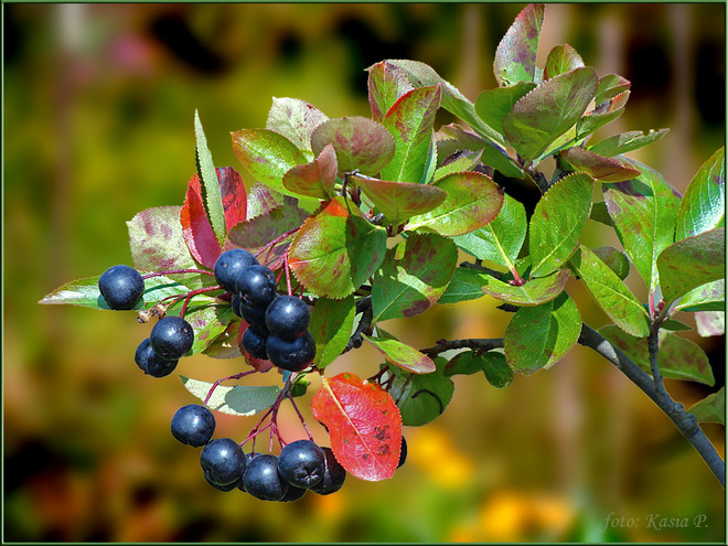 Jesienny spacer - aronia