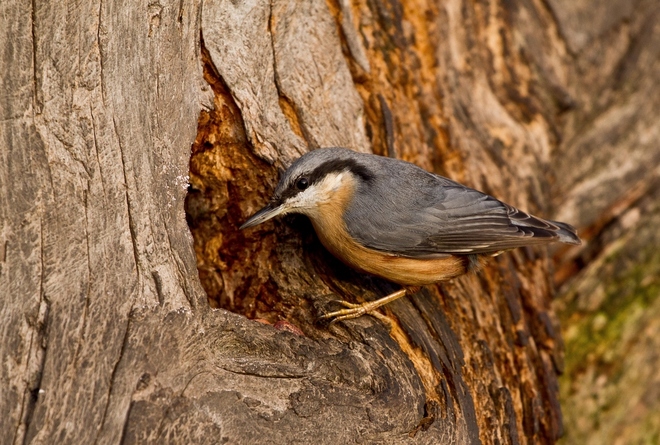 Sitta europaea