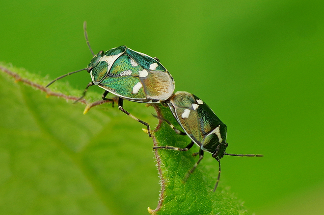 Zielony mosteczek