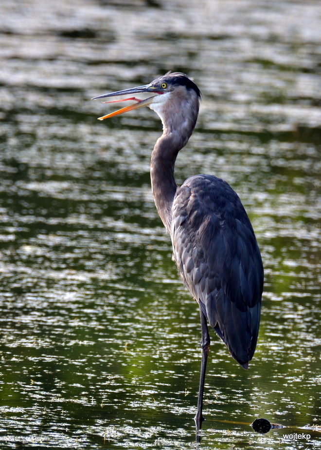 Great Blue Heron