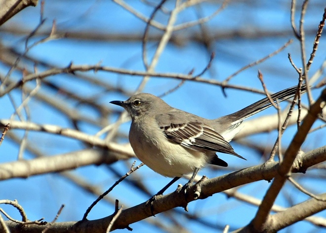  MIMUS   POLYGLOTTOS