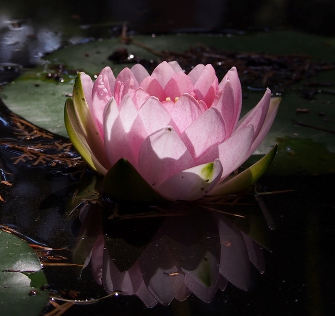 Water lily