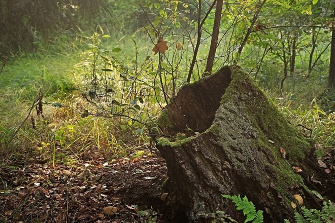 naturalny pojemnik na kije golfowe