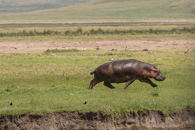Hipopotam w biegu