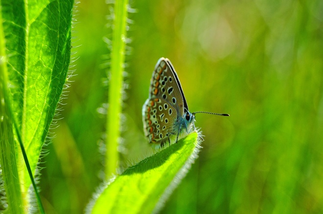 Mały motyl