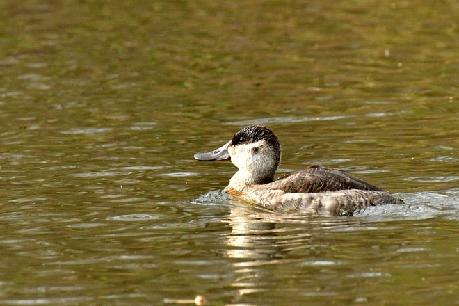 RUDDY DUCK  /  Sterniczka jamajska