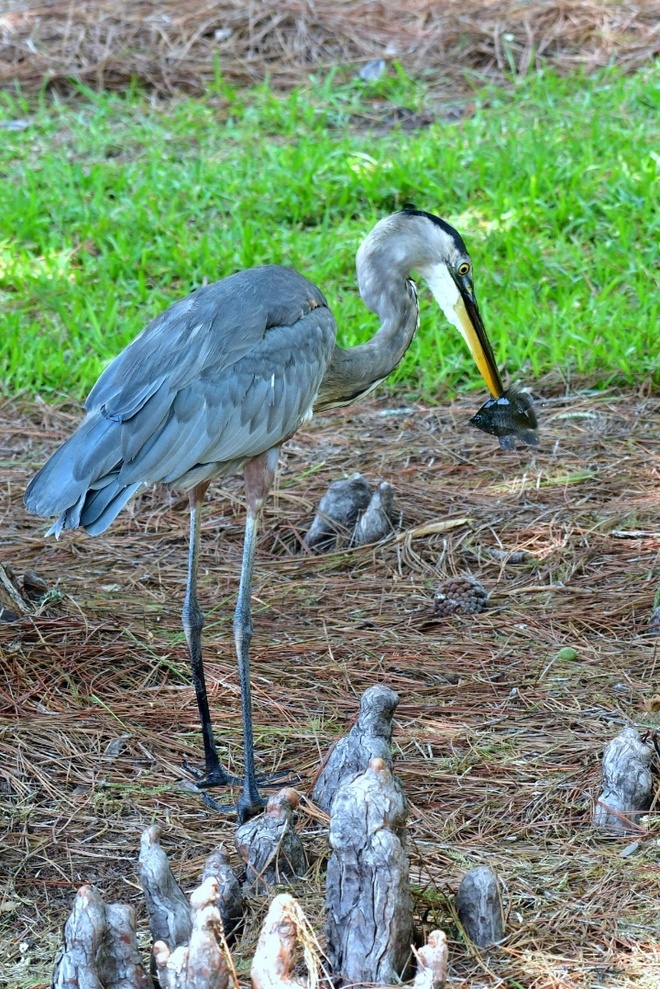 GREAT BLUE HERON / Czapla modra